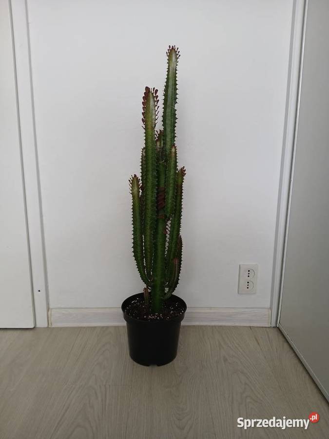 Euphorbia Trigona Rubra 84 wilczomlecz bordowy Częstochowa sprzedam