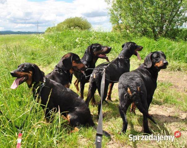 Gończe Polskie reproduktory polujące Pozostałe Posada Jaćmierska