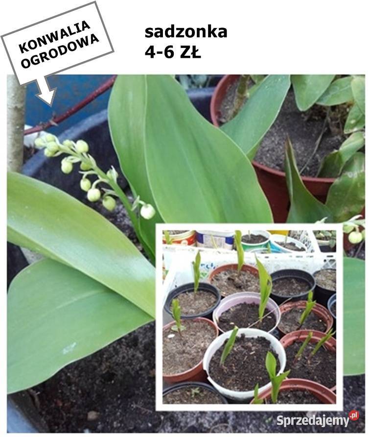 JUKA KWIAT sadzonki dużemożliwa wysyłka Poznań