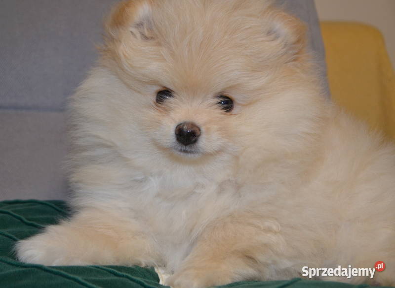 SZPIC MINIATUROWY POMERANIAN ŚLICZNY PUCHATY Psy mazowieckie