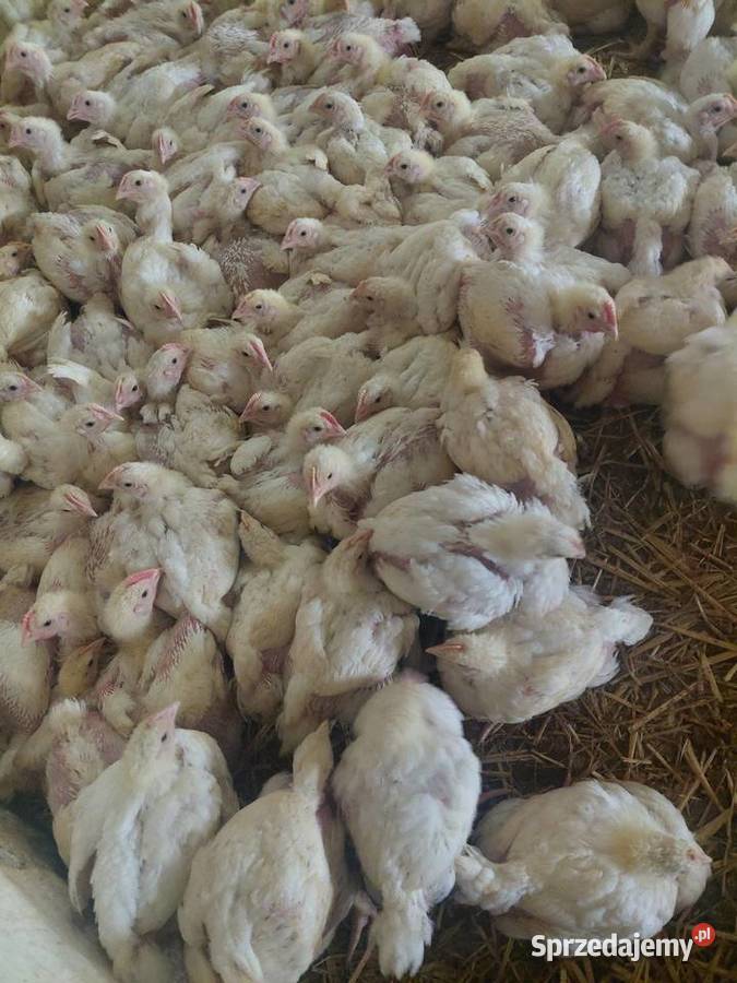Kurczaki Brojlery Pełnatycze sprzedam
