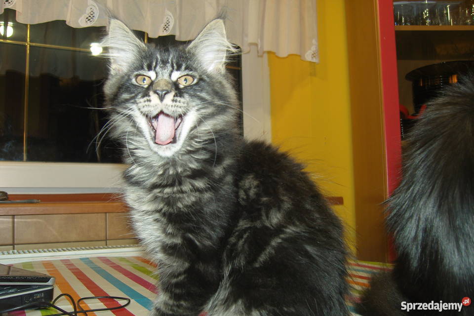 Pręgowany kocurek Maine Coon Aleksandrów Łódzki sprzedam