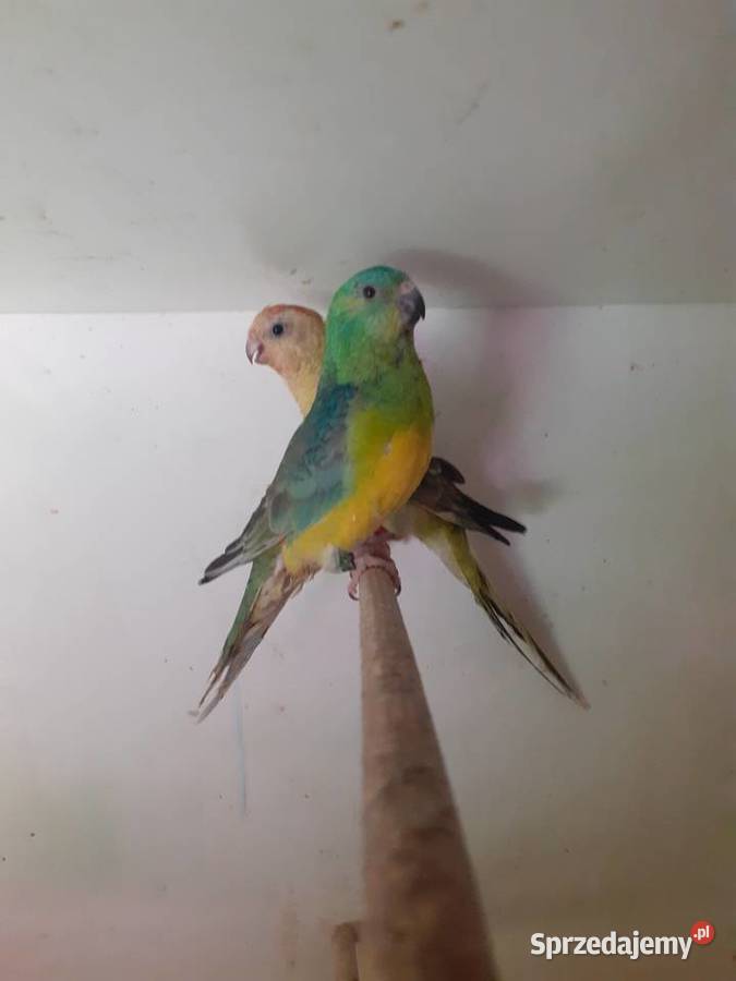 Papugi swiergotki sprzedam Starogard Gdański sprzedam