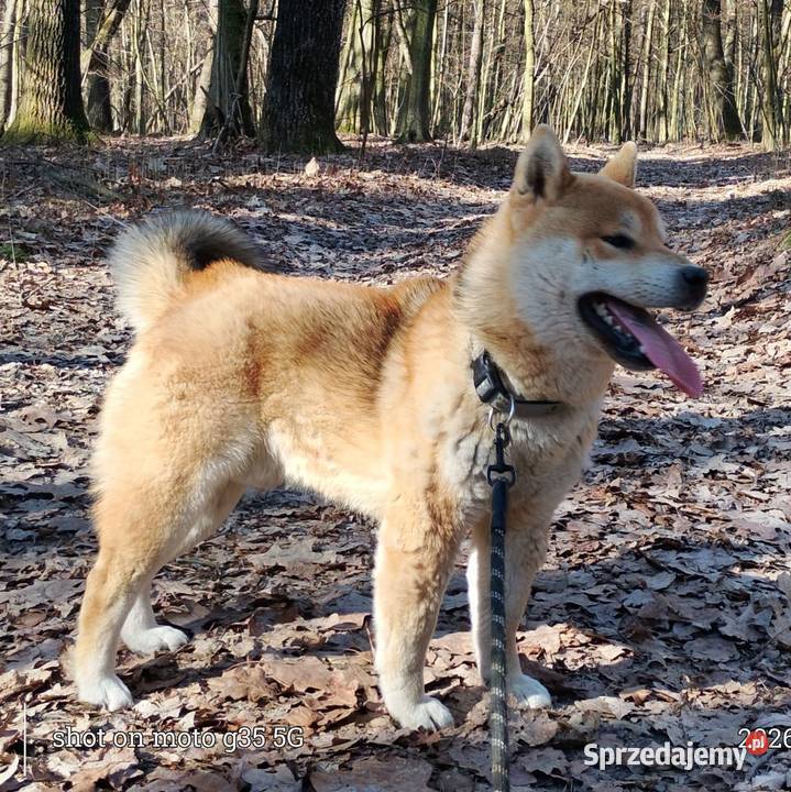 Roczny czerwony samczyk Shiba Inu Bychawka Trzecia