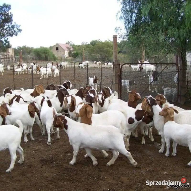 Bur sprzedam kozy Kozy Opole sprzedam