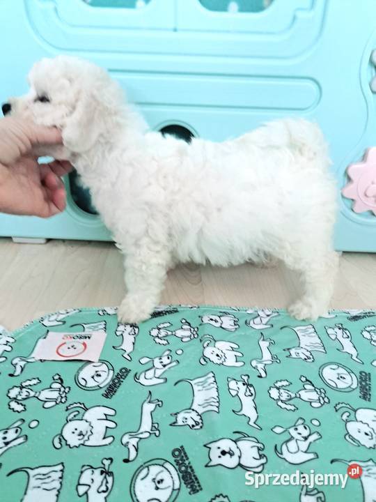 hodowla bichon frise oferuje szczenięta z Pozostałe pomorskie Chojnice