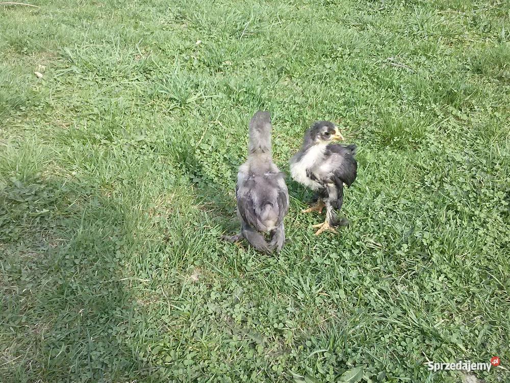 Białoczub holenderski mini kochin olbrzym świętokrzyskie