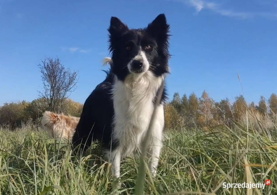 Szczeniak BORDER COLLIE z prof Hodowli Pies z