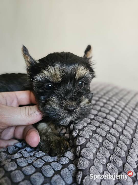 Suczka Yorkshire Terrier Black Tan Częstochowa
