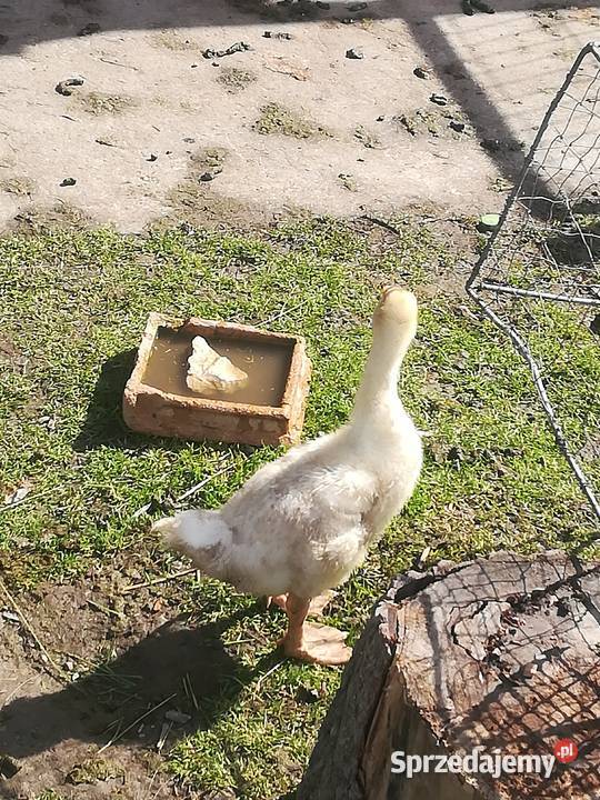sprzedam gęsi małe i dorosle Pińczów