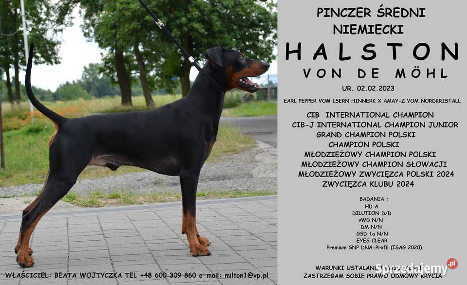 PINCZER ŚREDNI NIEMIECKI ZAPOWIEDŹ REZERWACJA śląskie Katowice