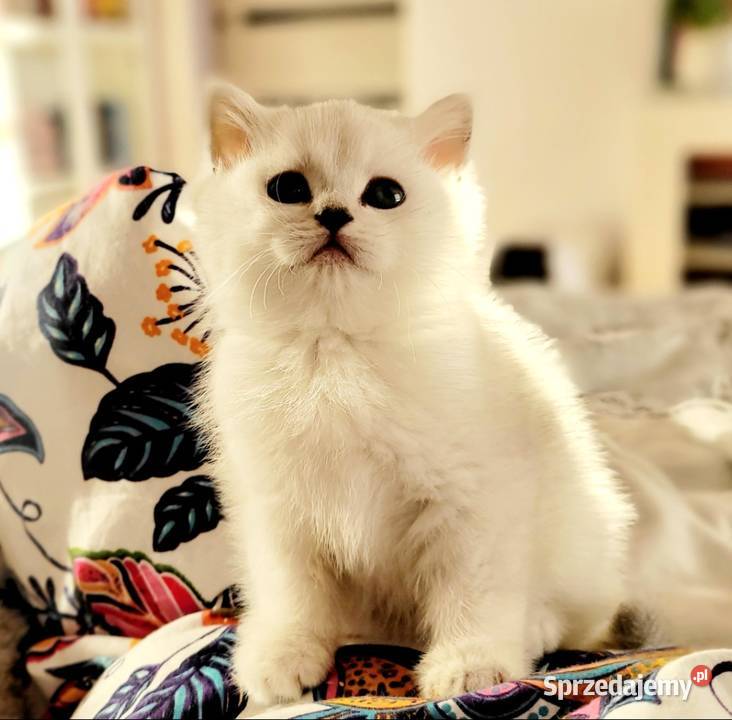 Brytyjskie srebrne srebrne pointy lubuskie Zielona Góra