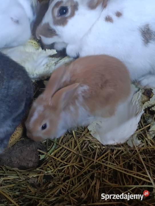 Kaczki calduck biegusy staropolskie francuskie śląskie Pszczyna