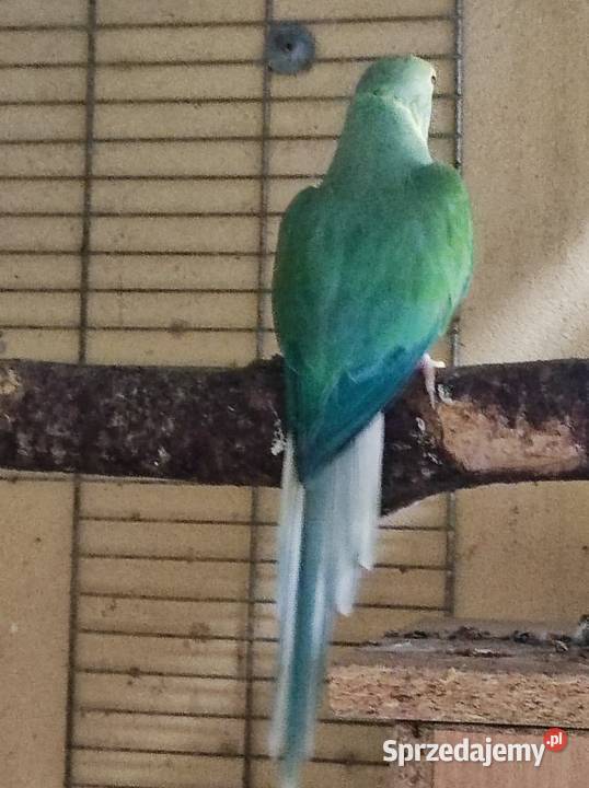 Aleksandretta aleksandretty Warszawa sprzedam