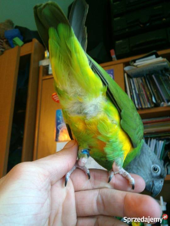 Senegalka afrykanka SAMICA 2011r ręcznie Jasło