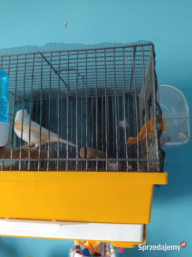 Kanarek żółty mozaika samica Zwierzęta