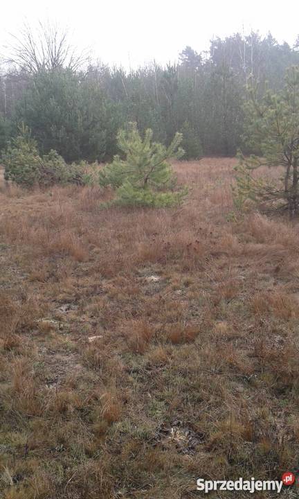 spokojne miejsce Arciechówek sprzedam