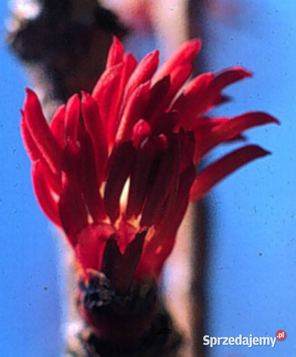 GRUJECZNIK JAPOŃSKI sadzonki w doniczkach kujawsko-pomorskie Ustronie