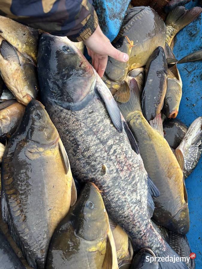 RYBY karpie amury tołpygi szczupaki Waliły-Dwór sprzedam