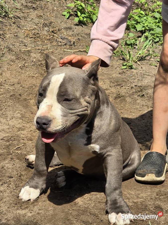 American bully Pozostałe wielkopolskie Opalenica