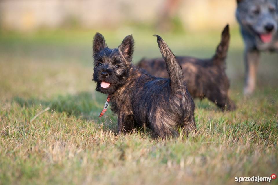 CAIRN TERRIER rodowodowe szczenięta Championach małopolskie Kraków sprzedam
