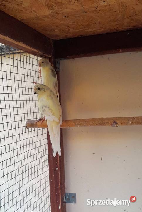 Sprzedam modrolotki Ostrów Wielkopolski