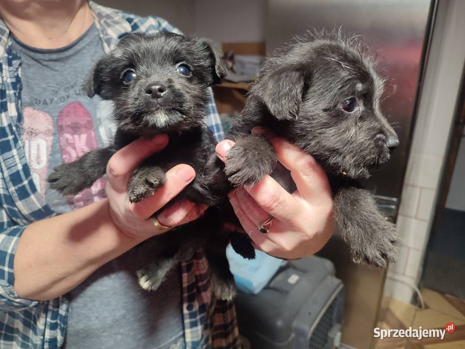 Staffordshire Bull Terrier Pudel szczenie sprzedam