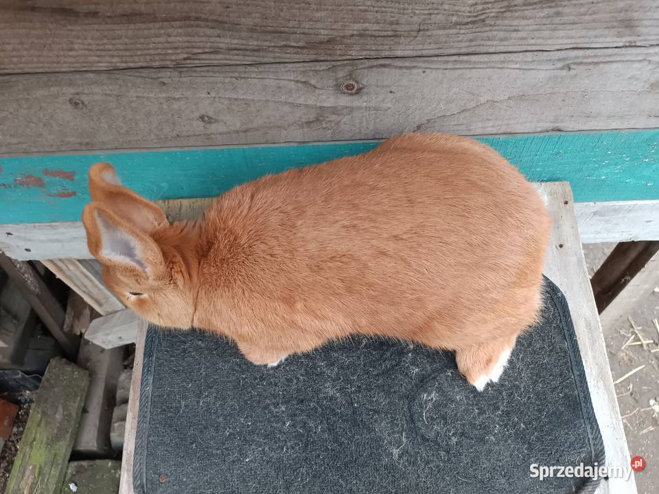 Króliki nowozelandzkie