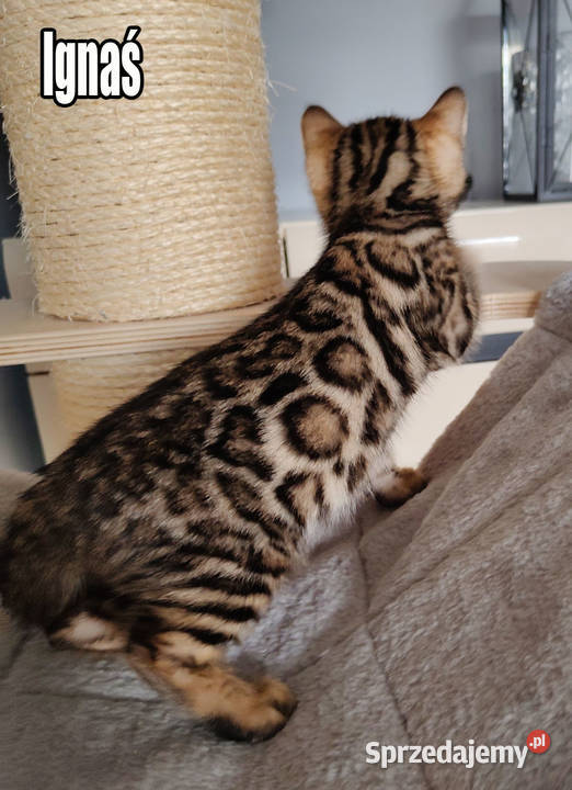 Kocięta bengalskie z rodowodem Rogów