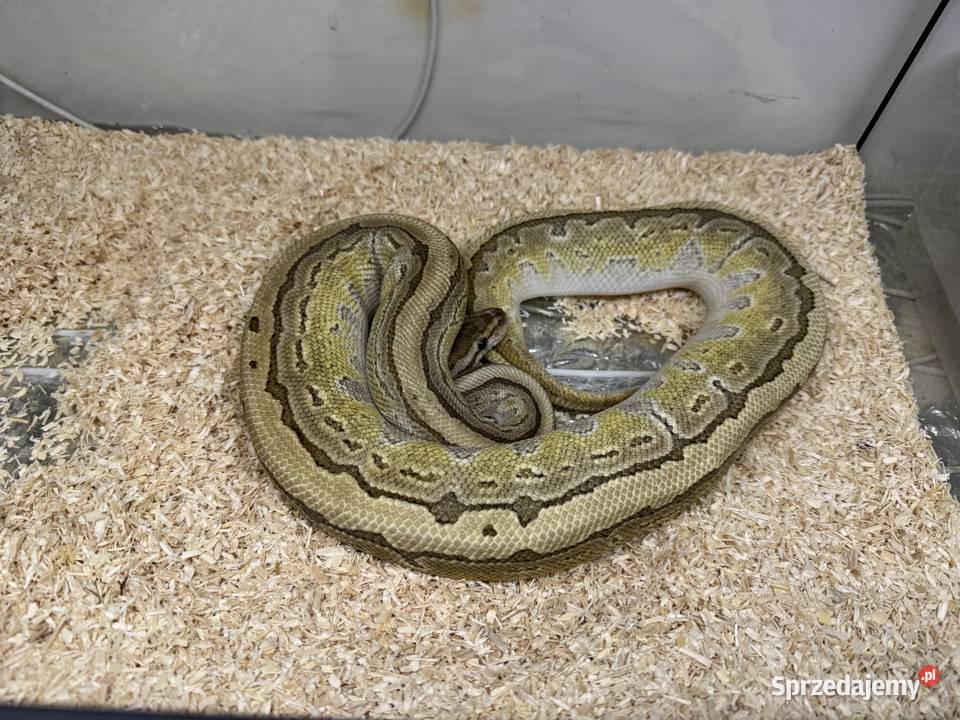 Python Regius królewski king pin samiec kujawsko-pomorskie Bydgoszcz