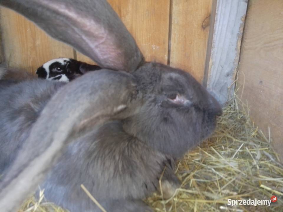 Samica srokacza Gniewowo