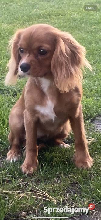 Cavalier King suczka rubinowa wielkopolskie Budzisław Kościelny