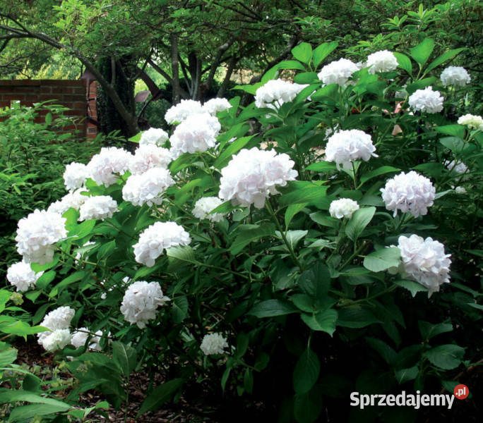 HORTENSJA SOEURE THERESE sadzonki w doniczkach Liściaste