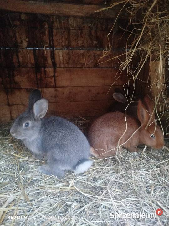 Króliki rasowe i hodowlane Dylągowa