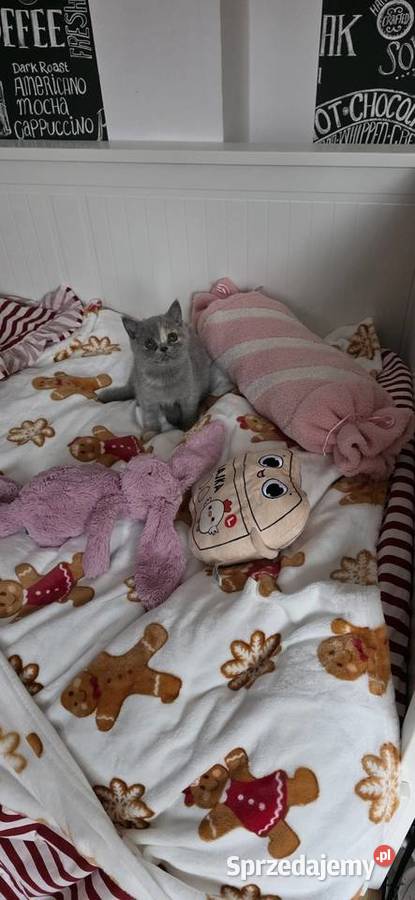 Kotka brytyjska z rodowodem już do odbioru dolnośląskie Wrocław