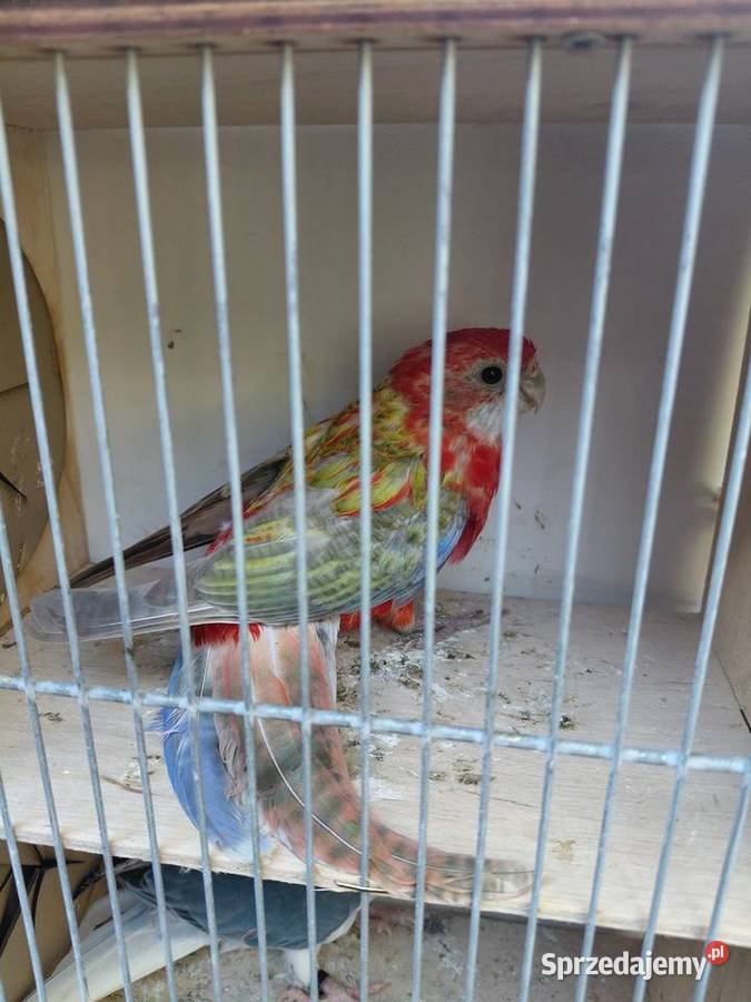 Rozelle białolice kujawsko-pomorskie Polichno sprzedam