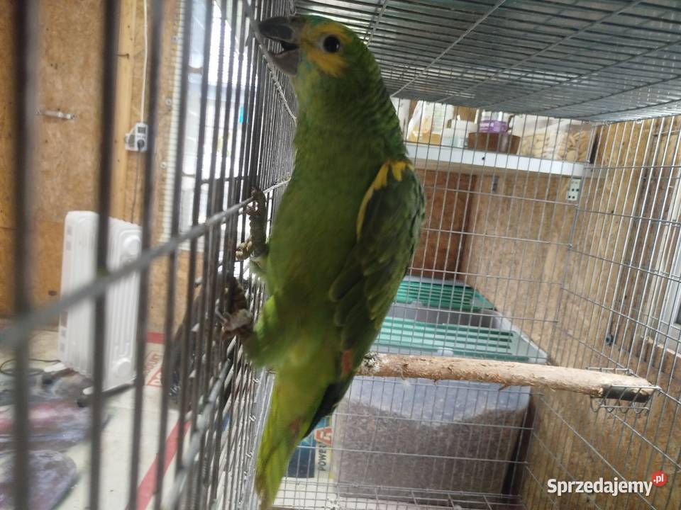 Amazonka Niebieskoczelne Ptaki mazowieckie Siedlce sprzedam