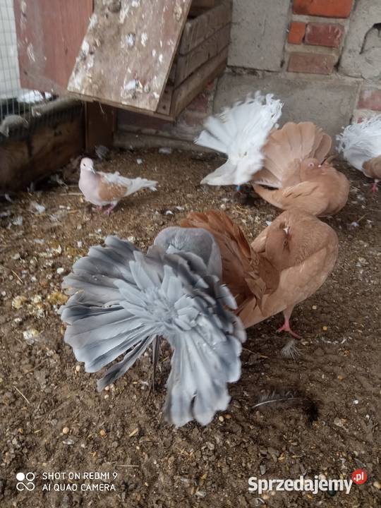 Pawiki gołębie białe siwe czarne boki siwe boki Zamość