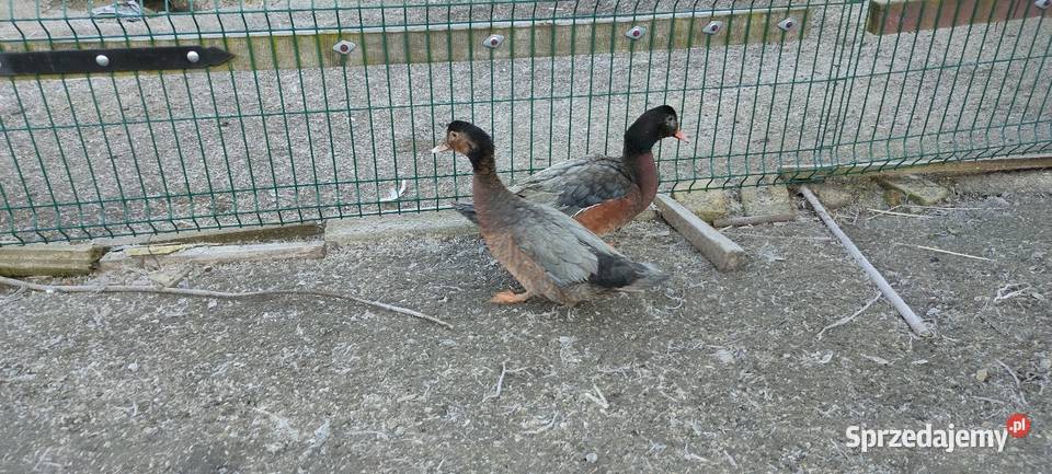 Sprzedam laczki z 25 roku lubelskie Sobieska Wola Druga