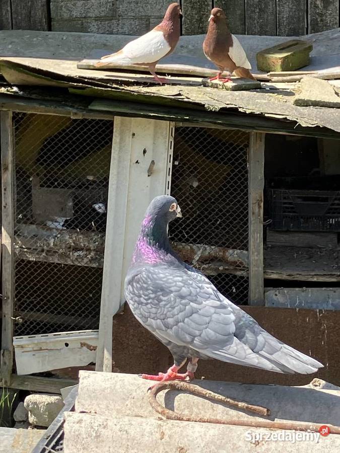 Sprzedam gołębie ozdobne