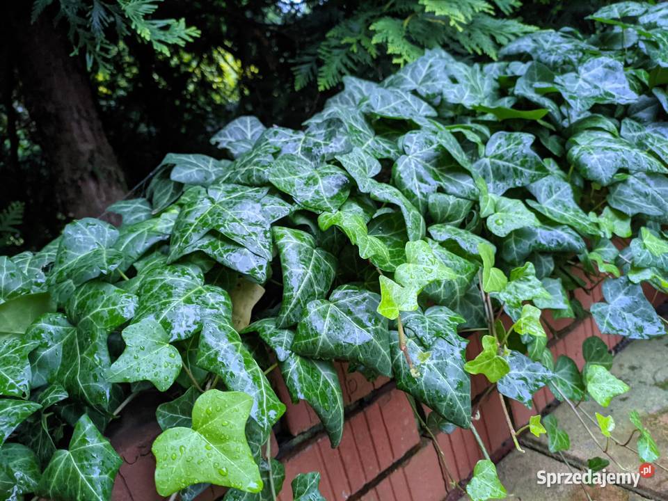 Bluszcz pospolity Hedera Helix zimozielony Duże Lublin sprzedam