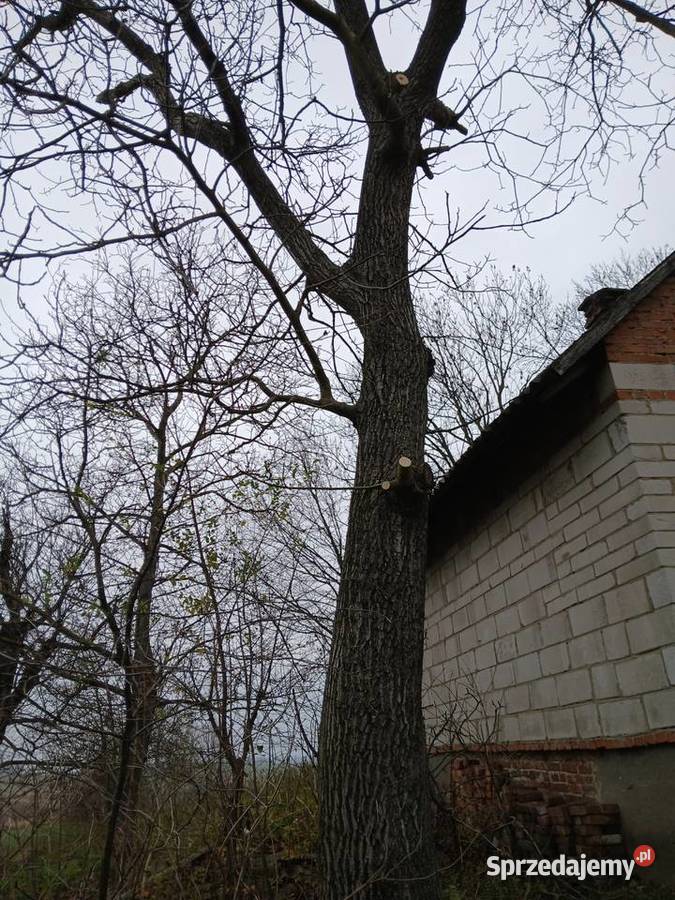 Orzech Włoski 170 obwodu Jarosław