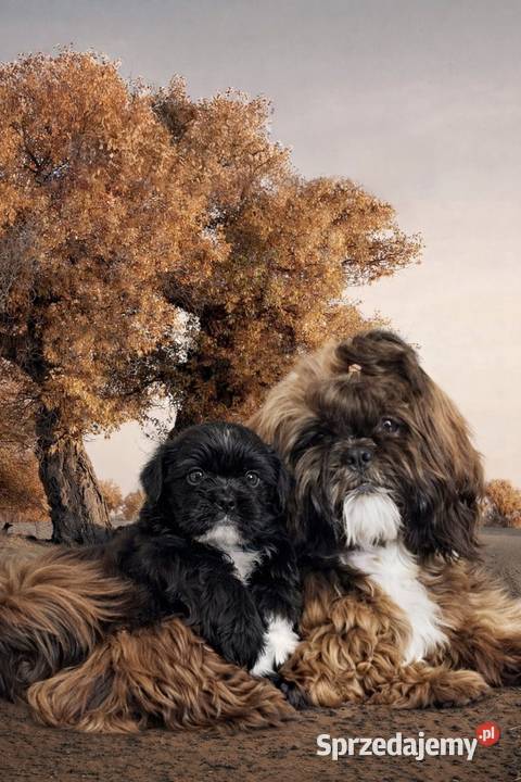 Reproduktor shih tzu z genem blue