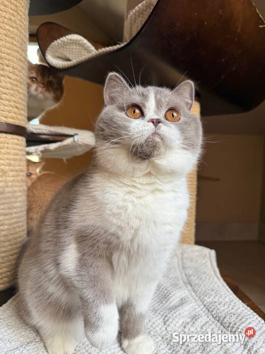 Piękna koteczka bicolorka z legalnej hodowli