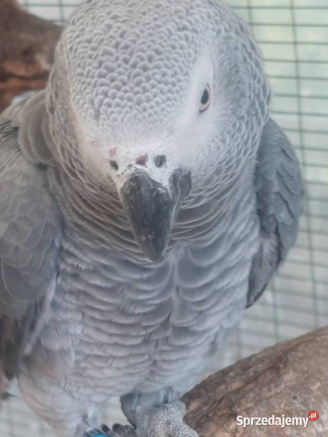 Sprzedam papugi