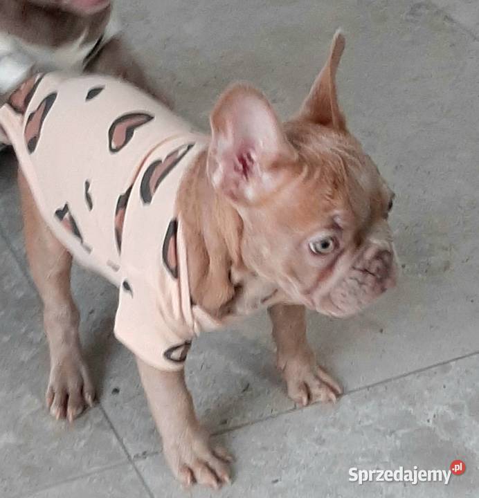 Buldog francuski piesek isabella Buldog Pabianice