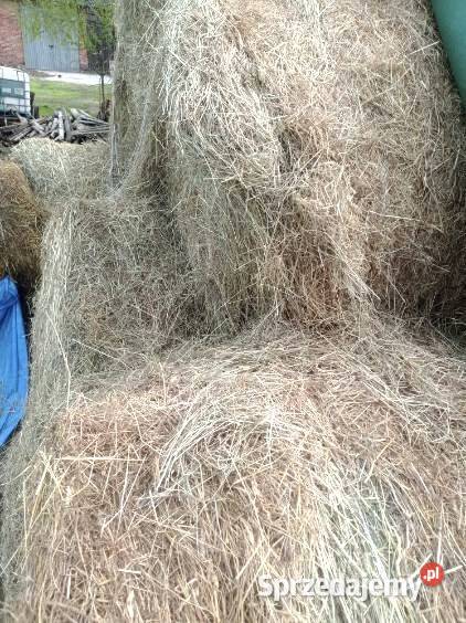 Siano belki 120 z tego roku Trawy, słoma Gospodarz