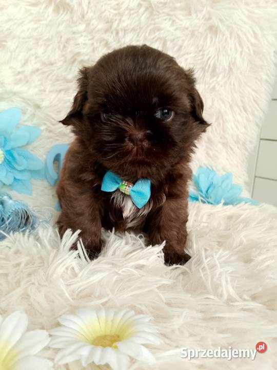 Ostatni czekoladowy piesek rasy ShihTzu wielkopolskie Kępno sprzedam