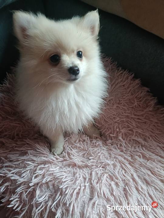 Szpic miniaturowy Szczecin