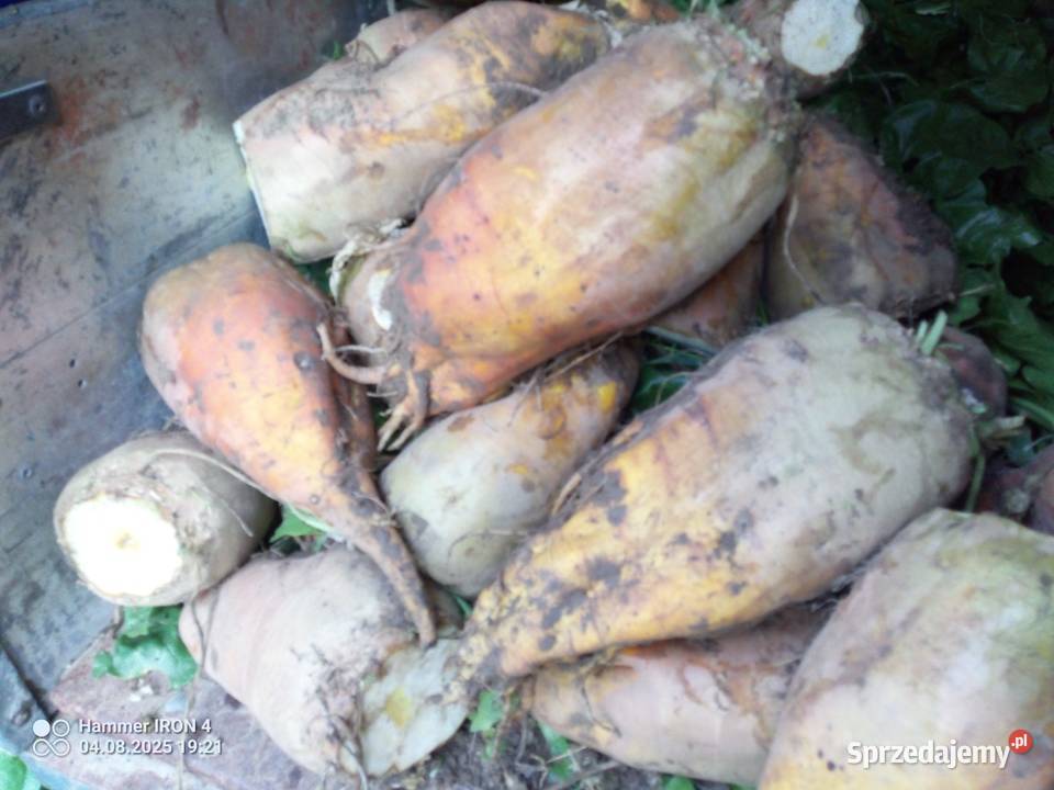 Buraki pastewne Trzeboszowice